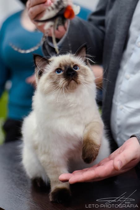 Сара Дель Кофф Жемчуг Невы