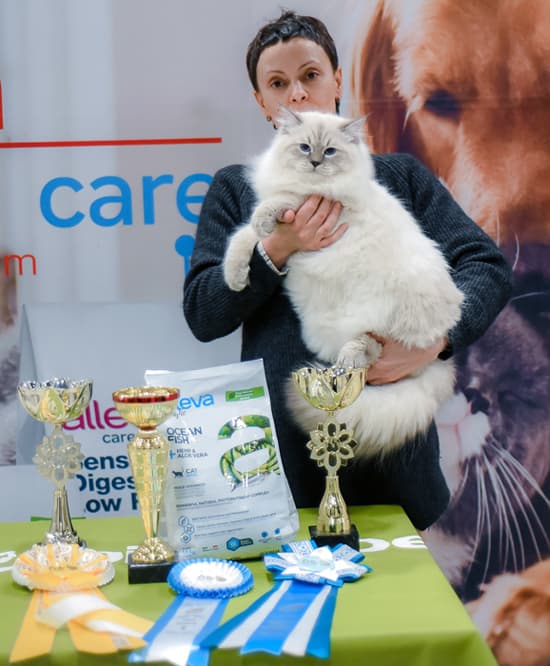 Кристиан Жемчуг Невы занял 1 место среди юниоров на WCF-ринге на выставке клуба "Фелис" 13 февраля 2021 г. Кристиан Жемчуг Невы занял 1 место на монопородном ринге сибирских кошек выставки клуба "Фелис" 13 февраля 2021 г. Кристиан Жемчуг Не