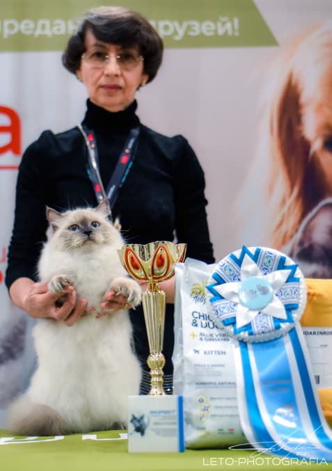 Cелена Жемчуг Невы стала Best Opposite-seх на выставке клуба "Фелис" 13 февраля 2021 г.