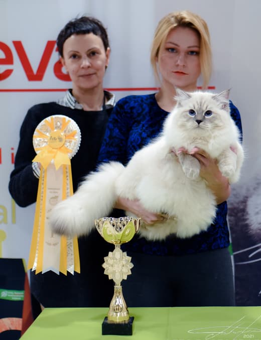Кристиан Жемчуг Невы занял 1 место среди юниоров на WCF-ринге на выставке клуба "Фелис" 13 февраля 2021 г. Кристиан Жемчуг Невы занял 1 место на монопородном ринге сибирских кошек выставки клуба "Фелис" 13 февраля 2021 г. Кристиан Жемчуг Не