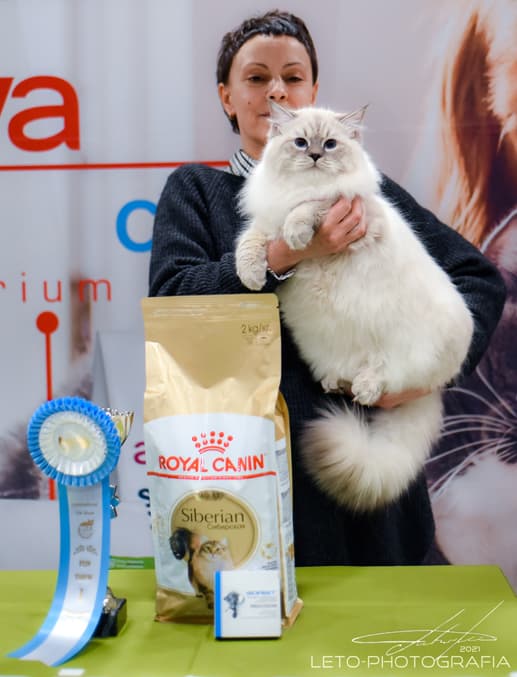 Кристиан Жемчуг Невы занял 1 место среди юниоров на WCF-ринге на выставке клуба "Фелис" 13 февраля 2021 г. Кристиан Жемчуг Невы занял 1 место на монопородном ринге сибирских кошек выставки клуба "Фелис" 13 февраля 2021 г. Кристиан Жемчуг Не