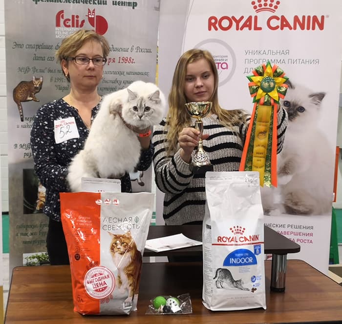 Кокетка Жемчуг Невы на выставке клуба "ФЕЛИС" 12.10.2019 стала Best Opozit Sex Junior и получила Nom Bis оба дня выставки. Кокетка Жемчуг Невы на выставке клуба "ФЕЛИС" 12.10.2019 заняла 6 место WCF-ринге. Кокетка Жемчуг Невы и Земляничка Ж