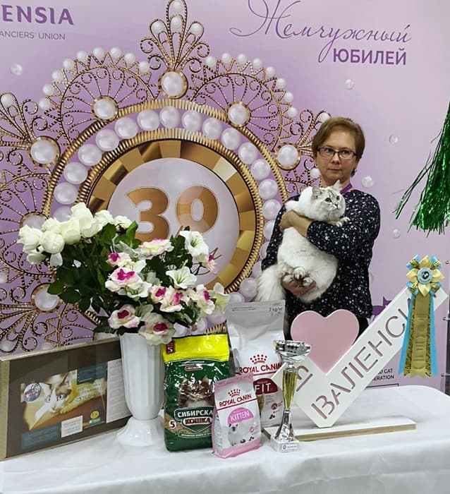 Кокетка Жемчуг Невы на выставке клуба "ВАЛЕНСИЯ" 10.11.2019 стала лучшим юниором на ринге сибирских кошек и получила Nom Bis оба дня выставки.