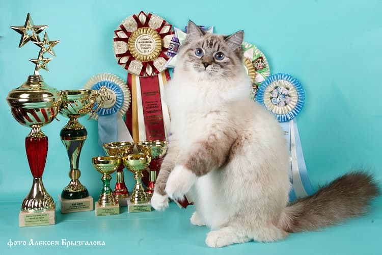 Дарий Жемчуг Невы - лучший юниор на Best in Show на выставке ОЛСК 13-14 апреля 2013 года. Дарий Жемчуг Невы лучший юниор на сибирском ринге на выставке ОЛСК 13-14 апреля 2013 года.