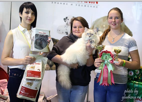 Добрыня Жемчуг Невы лучший юниор на WCF ринге на выставке КЛК МОСКВА 18-19 октября 2014 года. Добрыня Жемчуг Невы лучший юниор в монопородном сибирском шоу на выставке КЛК МОСКВА 18-19 октября 2014 года.
