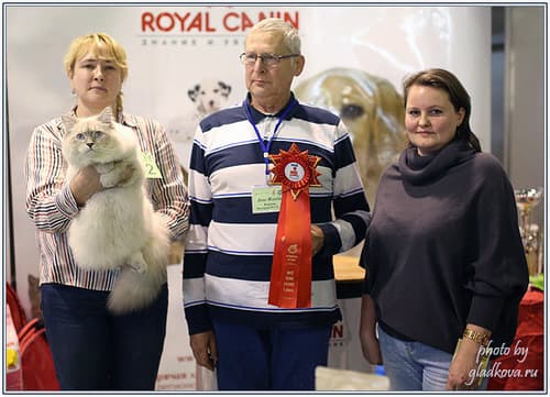 Добрыня Жемчуг Невы лучший юниор на WCF ринге на выставке КЛК МОСКВА 18-19 октября 2014 года. Добрыня Жемчуг Невы лучший юниор в монопородном сибирском шоу на выставке КЛК МОСКВА 18-19 октября 2014 года.