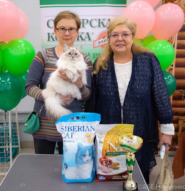 Офелия Жемчуг Невы на выставке "Кубок Москвы - Московская весна" клуба "ОЛСК" 15.03.2020 заняла 7 место на Fun Shou "Аборигенные породы кошек".