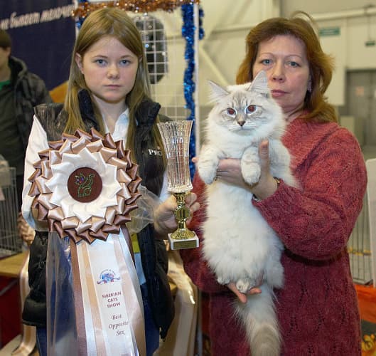 Фина Жемчуг Невы стала лучшей кошкой на ринге невских маскарадных кошек на выставке ОЛСК 17 декабря 2011 года.