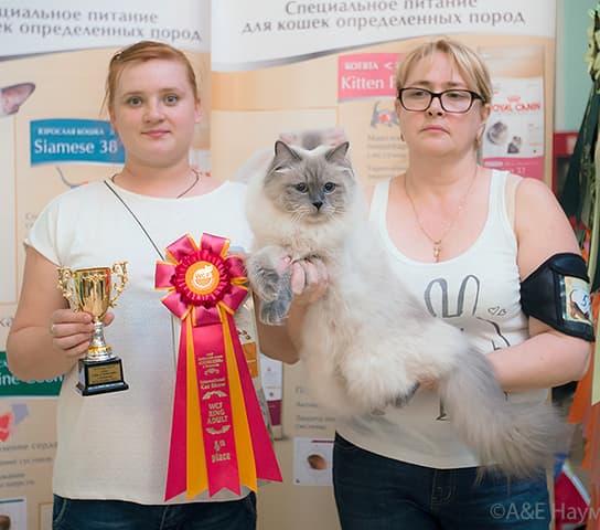 Франческа Жемчуг Невы лучшая кошка в монопородном сибирском шоу на выставке КЛК МОСКВА 18-19 октября 2014 года. Франческа Жемчуг Невы номинирована на BIS и получила титул Европейского Чемпиона на выставке КЛК МОСКВА 18-19 октября 2014 года.