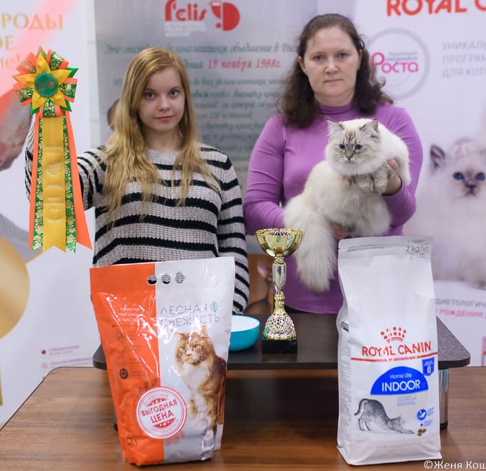 Жанетта Жемчуг Невы на выставке клуба "ФЕЛИС" 12.10.2019 стала Best Opozit Sex среди взрослых сибирских кошек.
