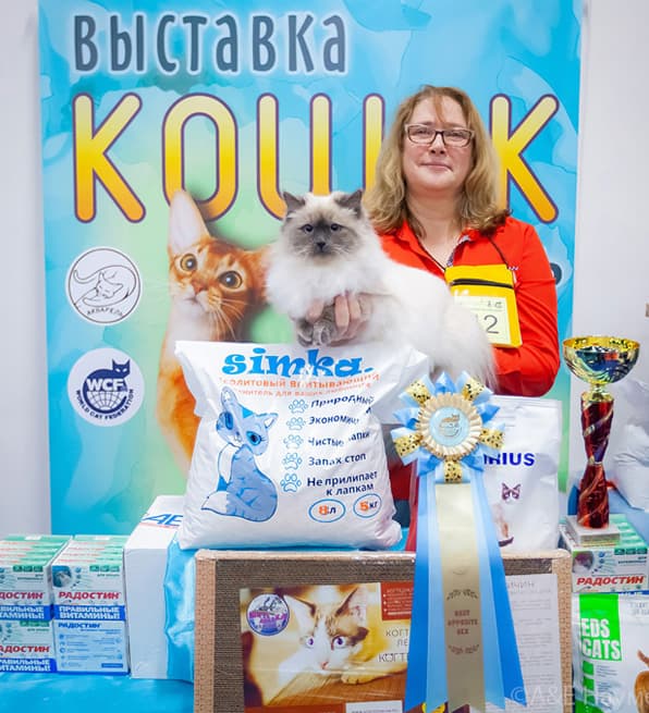Констанция Жемчуг Невы на выставке клуба "Москва" 15.02.2020 стала Best Opposite seх. Констанция Жемчуг Невы на выставке клуба "Москва" 15.02.2020 заняла 8 место на WCF-ринге.