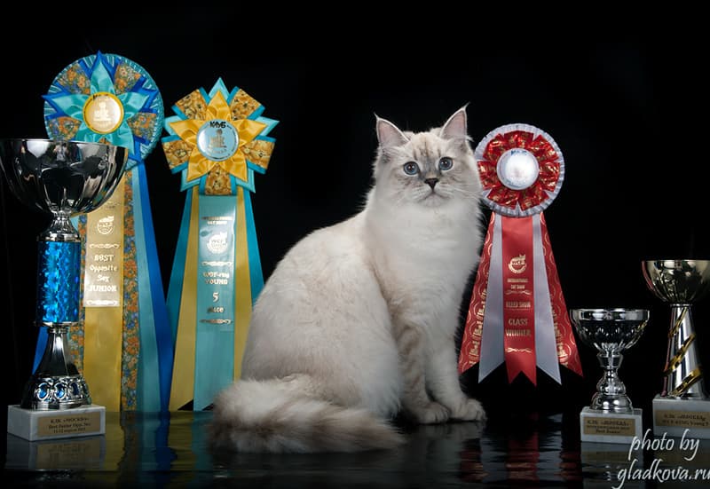 Орхидея Жемчуг Невы стала BEST JUNIOR Opposite Sex на выставке КЛК МОСКВА 11-12 апреля 2015 года. Орхидея Жемчуг Невы на WCF RING JUNIOR заняла 5 место истала лучшим юниором в монопородном шоу сибирских кошек. на выставке КЛК МОСКВА 11-12 а
