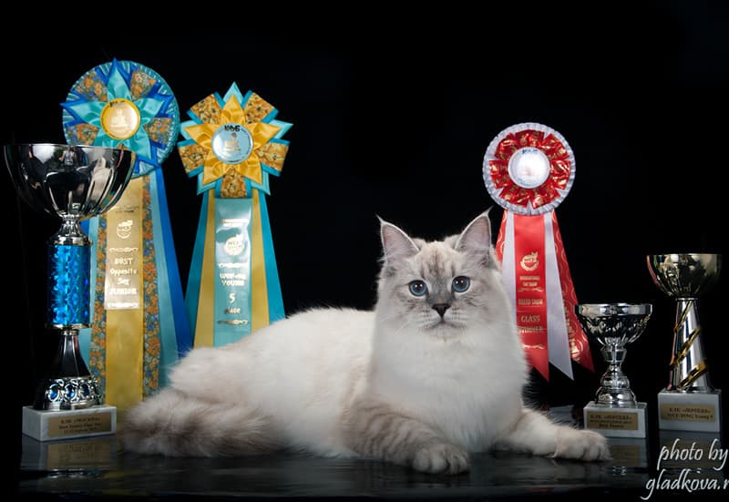 Орхидея Жемчуг Невы стала BEST JUNIOR Opposite Sex на выставке КЛК МОСКВА 11-12 апреля 2015 года. Орхидея Жемчуг Невы на WCF RING JUNIOR заняла 5 место истала лучшим юниором в монопородном шоу сибирских кошек. на выставке КЛК МОСКВА 11-12 а