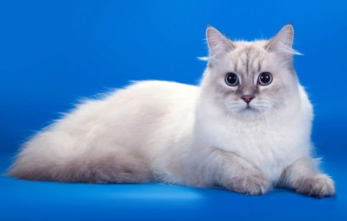 Паулина Жемчуг Невы на выставке "Звезда Солнца" 20-21 июня 2015 года на Best in Show стала Best opposit Sex SLH . Паулина Жемчуг Невы стала лучшей кошкой в Шоу сибирских кошек на выставке "Звезда Солнца" 20-21 июня 2015 года.
