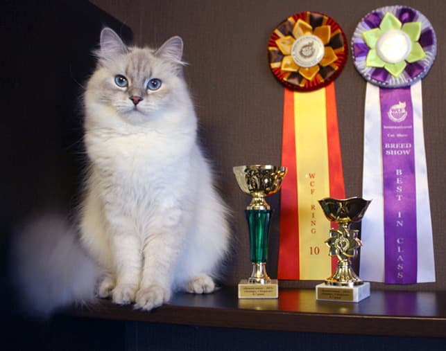Паулина Жемчуг Невы на WCF RING JUNIOR заняла 10 место истала лучшим юниором в монопородном шоу сибирских кошек на выставке клуба ЗООМИР 6-7 июня 2015 года.