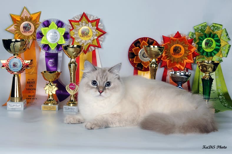 Паулина Жемчуг Невы на выставке "Звезда Солнца" 20-21 июня 2015 года на Best in Show стала Best opposit Sex SLH . Паулина Жемчуг Невы стала лучшей кошкой в Шоу сибирских кошек на выставке "Звезда Солнца" 20-21 июня 2015 года.