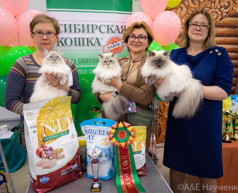 Заводчицы питомника "Жемчуг Невы" с своми кошечками на выставке "Кубок Москвы - Московская весна" клуба "ОЛСК" 15 марта 2020 г. Ирина Суровых с Офелией, Ольга Гробова с Катрин, Богданова Алла с Констанцией. Награждение заводчиц питомника "Ж