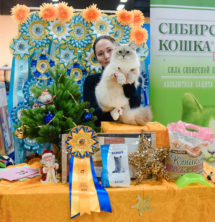 4 января 2019 г на выставке кошек клуба "АСТРА" Рианна Жемчуг Невы заняла 3 место на WCF ринге юниоров.