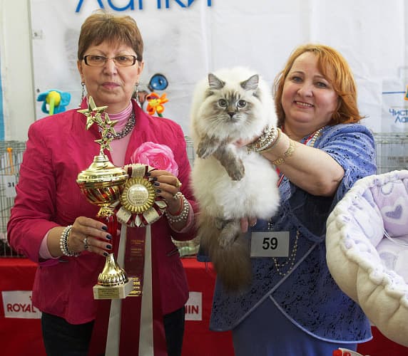 Элли Жемчуг Невы лучшая среди кошечек юниоров на выставке ОЛСК 13-14 апреля 2013 года.