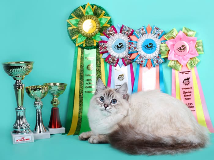 Исландия Жемчуг Невы BEST IN SHOW JUNIOR, WCF RING JUNIOR - 2 место на выставке КЛК Валенсия 7-8 июня 2014 года. Исландия Жемчуг Невы лучший юниор в монопородном сибирском шоу на выставке КЛК Валенсия 7-8 июня 2014 года.