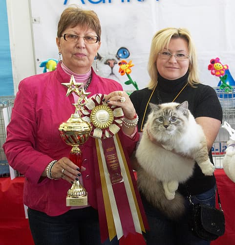 Дарий Жемчуг Невы - лучший юниор на Best in Show на выставке ОЛСК 13-14 апреля 2013 года. Дарий Жемчуг Невы лучший юниор на сибирском ринге на выставке ОЛСК 13-14 апреля 2013 года.