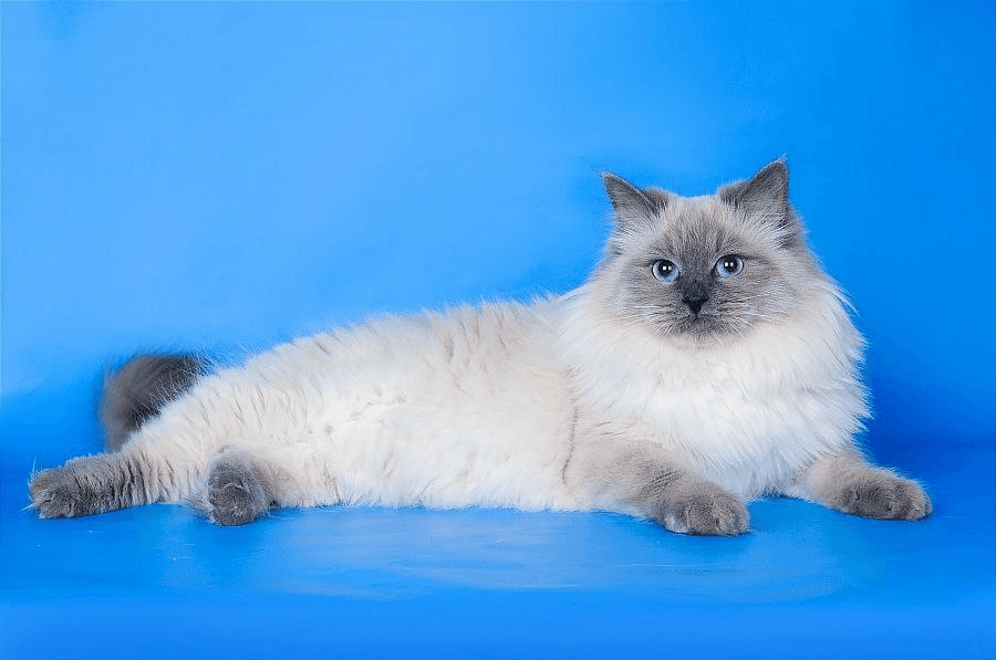 Невская маскарадная кошка Алиса