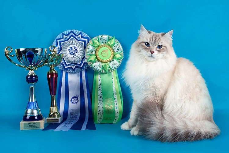 Аделина рядом с выставочными наградами