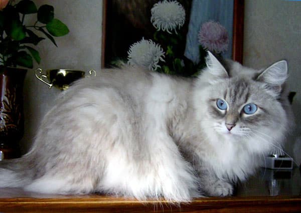 Кошка Диана из архива питомника