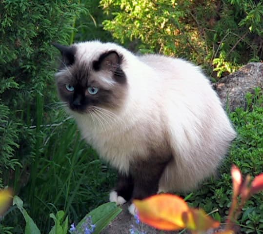 Невская маскарадная кошка из архива питомника